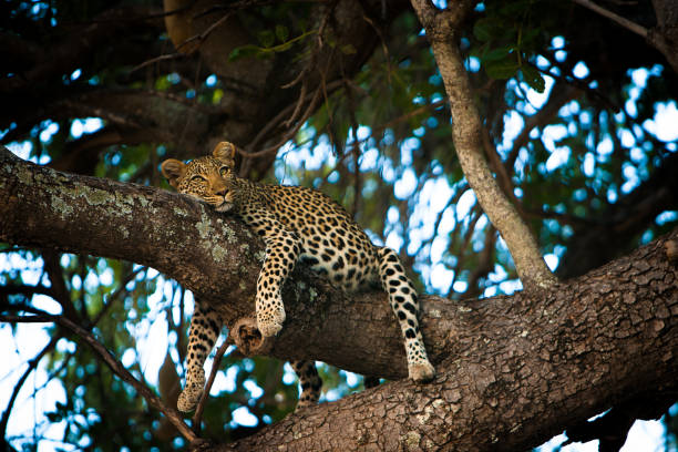 Ruaha National Park